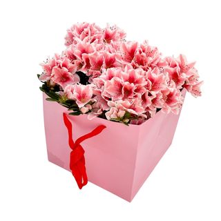 Planta in ghiveci Azalee in punga cadou