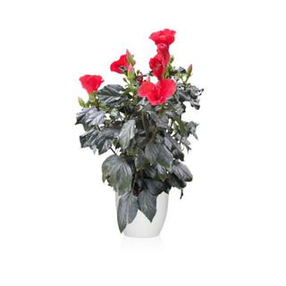 Hibisco