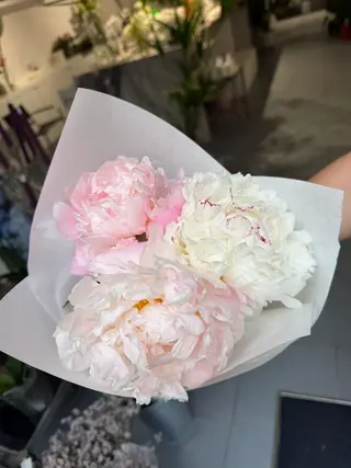 3 Peonias