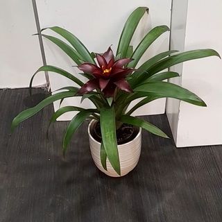 Guzmania  rouge bordeau