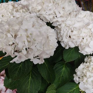 Ortensia bianca grande 