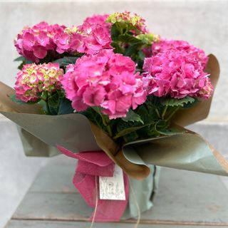 Planta de Hortensia Color Rosa