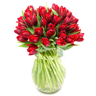 Paquete 10 Tulipanes Rojos PREMIUM