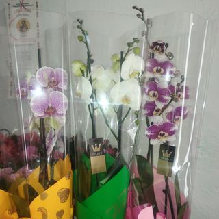 Aranjament orhidee