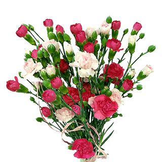 Goździki gałązkowe mix 