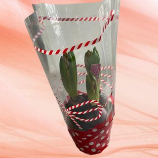 Planta Zambila cu 3 bulbi