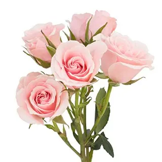 Spray roses