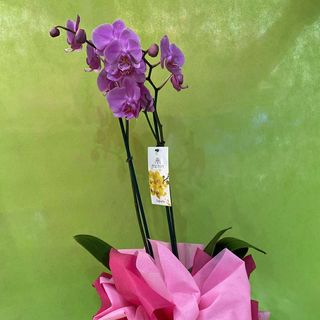 Orchidea phalaenopsis