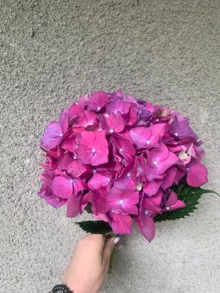 ჰოლანდიური ჰორტეზია 