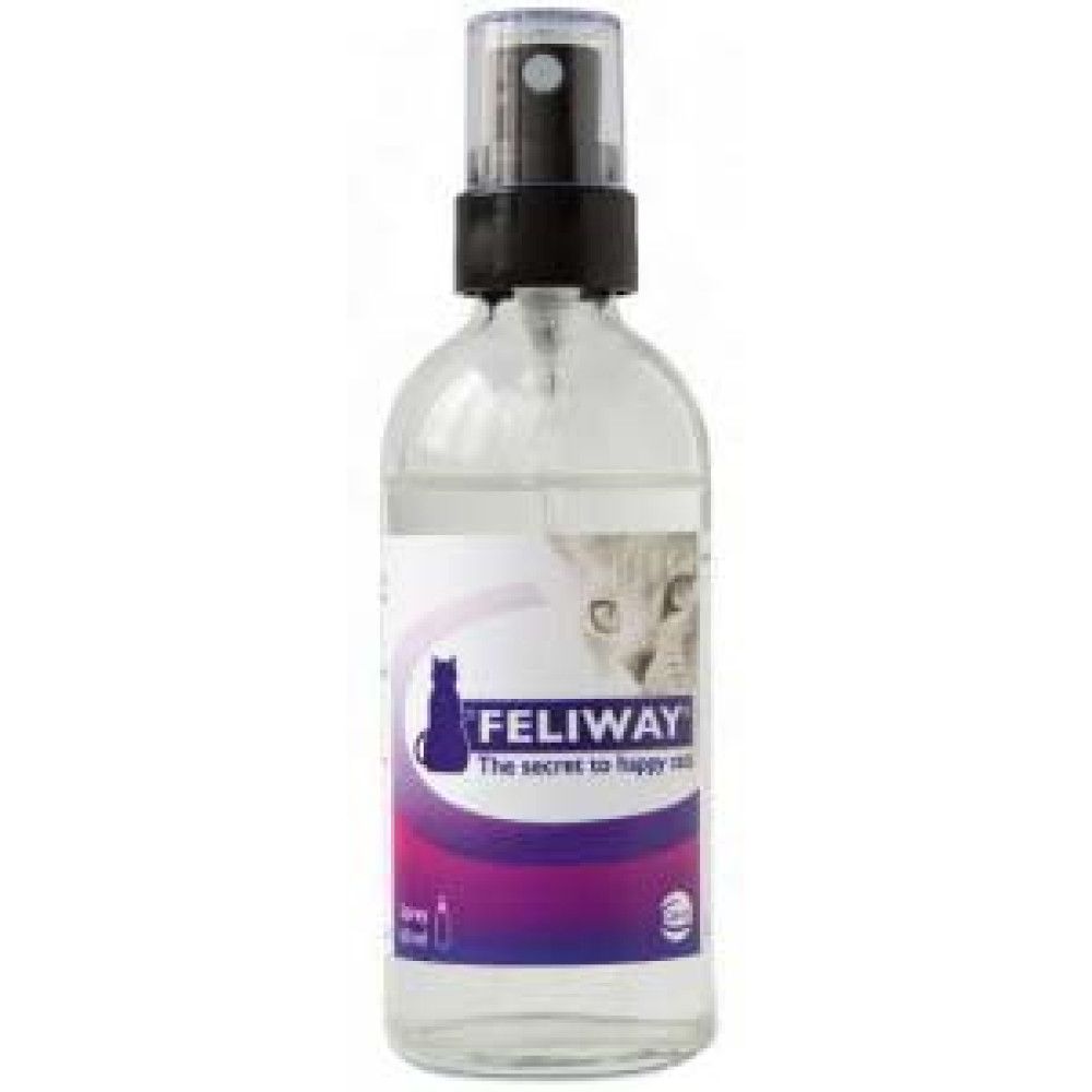 Ponašanje i odgoj mačke