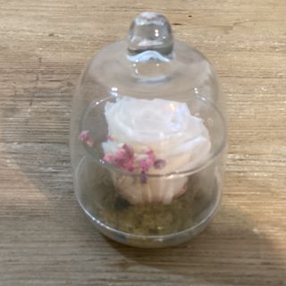 Rosa eterna blanca pequeña 