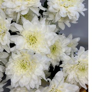 Кущова хризантема