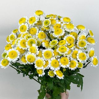 Ромашка, 1 шт