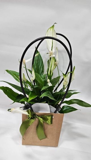 Lírio da Paz em Caixinha