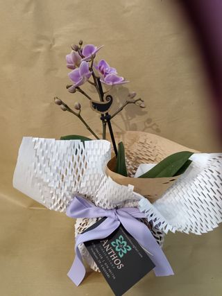 Mini Phalenopsis