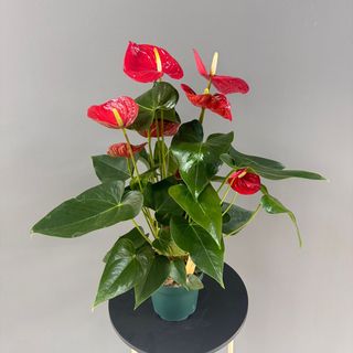Planta de anthurium y caja 