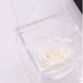 Rosa blanca Preservada perfumada 8x8 CM 