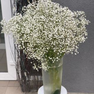 Голландська біла гіпсофіла, 1 шт