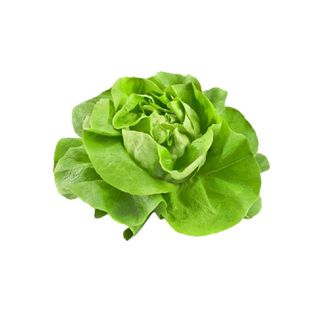 Sałata Masłowa -  1 Szt