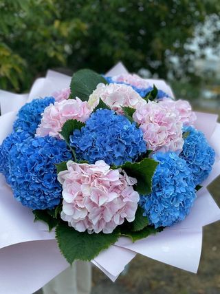 Хмаринки гортензій л