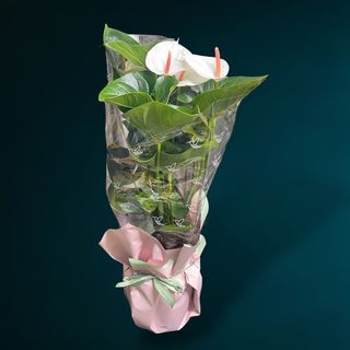 Anthurium Alb