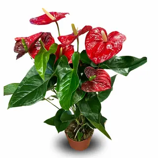 Czerwone Anthurium wielkokwiatowe 