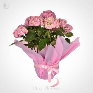 Hortensie În Ghiveci Mare