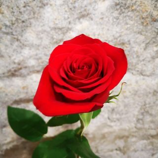 6 Rosas rojas Extra Premium