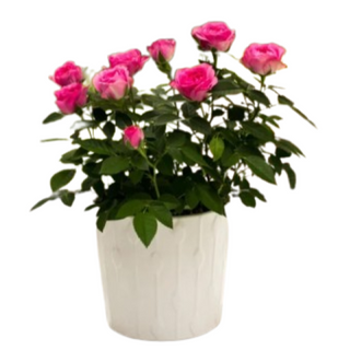 Róża doniczkowa w osłonce