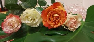 Rosa bianca a stelo - senza confezione