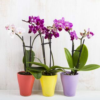 Orchidea phalenopsis piccola