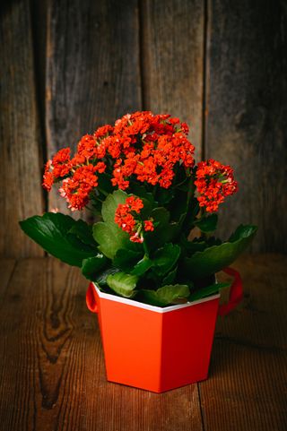 Червено каланхое