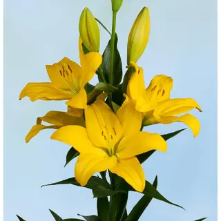 LILIUMS