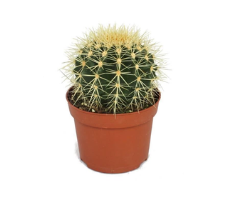 Kaktus
