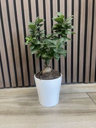 Bonsai ginseng