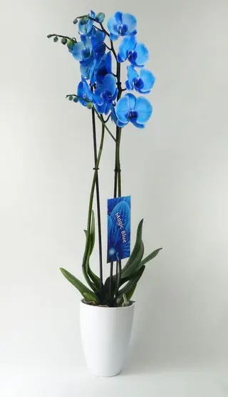 Orquidea de color azul