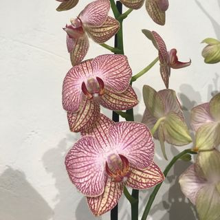 Orquidea nervadura rosada