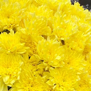 Хризантема жовта набита