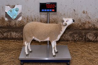 06349299 - 70 Kg