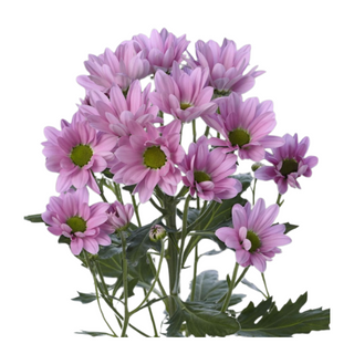 Margarita Morada Flor Suelta (Por unidad/ Nos son ramos/No bouquet)