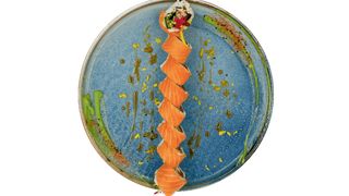 California łosoś gold (8 szt.)