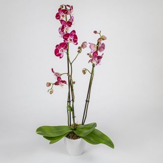 Orhidee Phalaenopsis 
