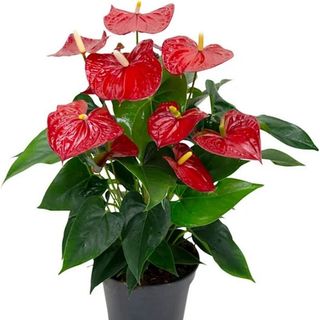 Pianta di anthurium rossa