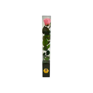 Rosa Cor-de-Rosa Preservada