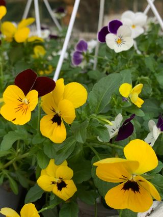 Viola mammola