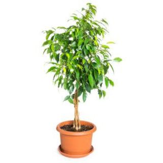  Ficus Benjamin