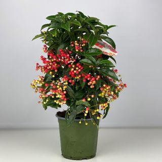 Ardisia boss premium