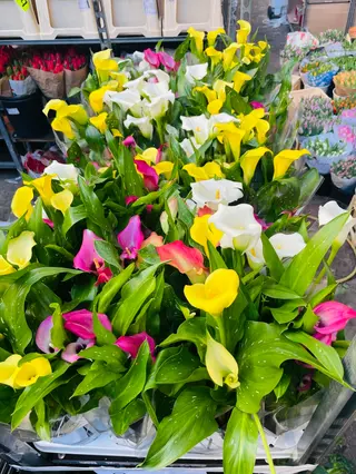 Pianta calla