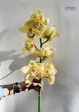 ჰოლანდიური ორქიდეა (ყვითელი)