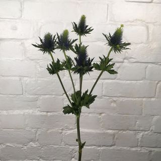 Eryngium